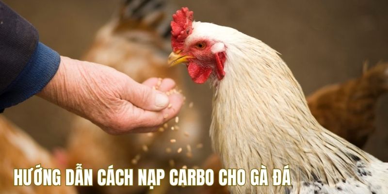 77bet-chia-se-cach-nap-carbo-cho-ga-da